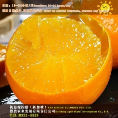 Sichuan Daya Oranges
