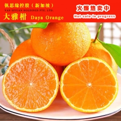 Sichuan Daya Oranges