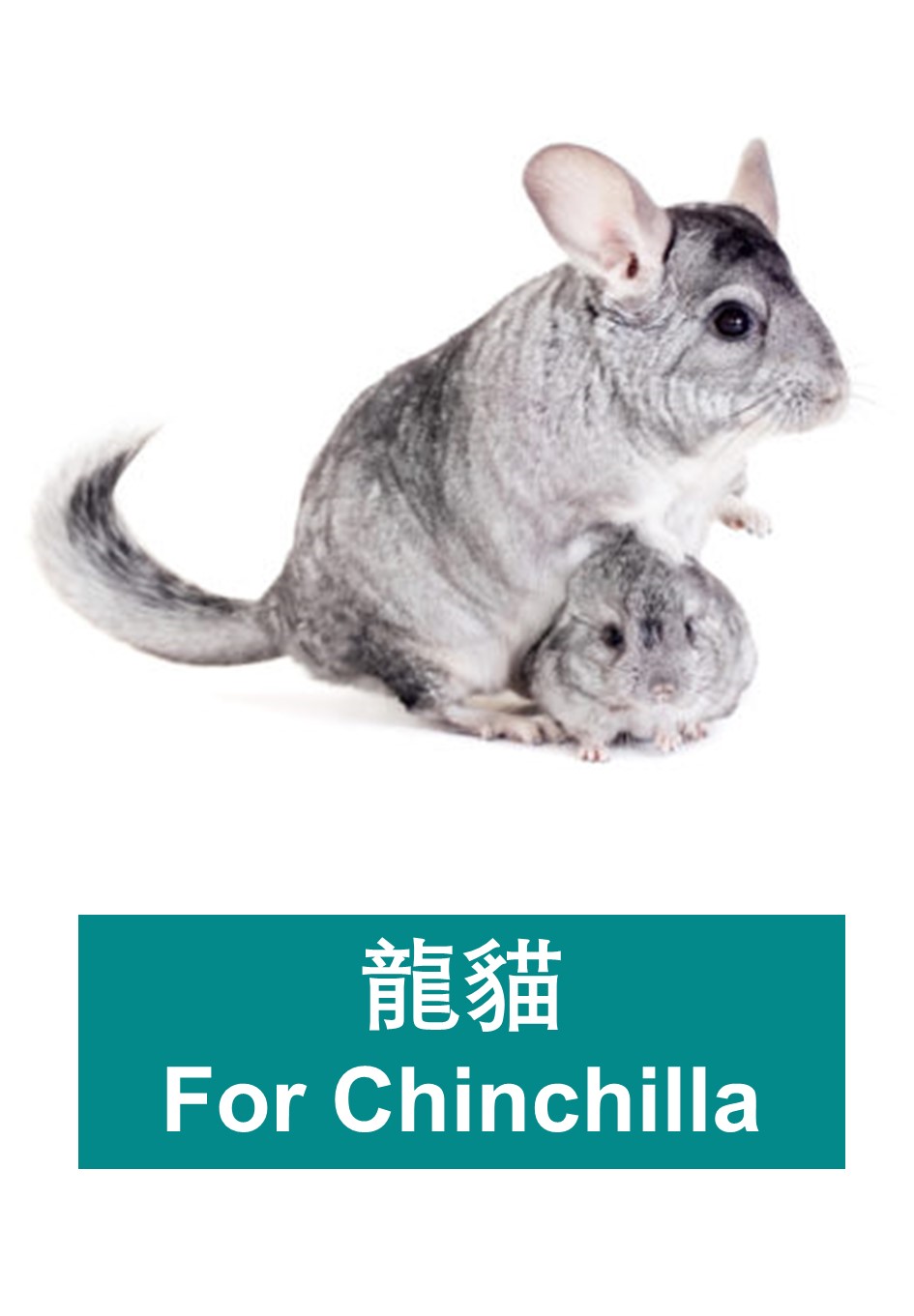 Pet shops that sell chinchillas best sale near me