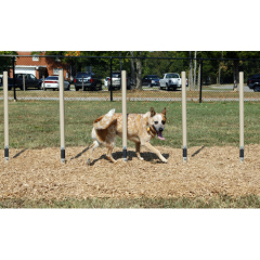 Advanced Small Dog Course