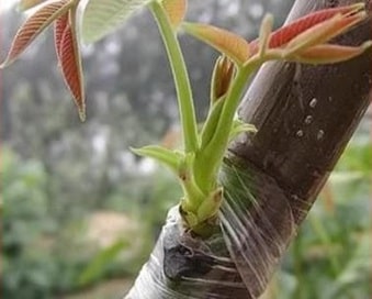 banding stretch film-min