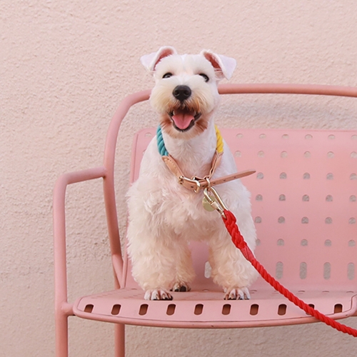 RAINBOW COLLAR PUPPY FASHION DESIGNED