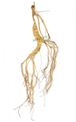 High Grade 15-year-old Wild Organic Ginseng Root * Free Shipping
