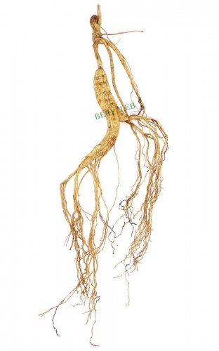 High Grade 15-year-old Wild Organic Ginseng Root * Free Shipping