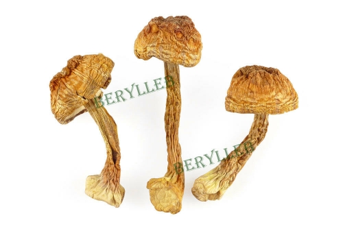 Nonpareil Wild Song Rong Tricholoma matsutake Mushroom * Free Shipping