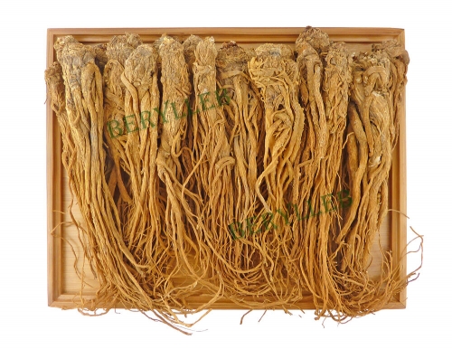 High Grade Dang Gui Angelica Sinensis Roots Herbs * Free Shipping