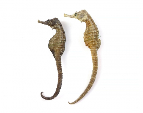 High Grade Hai Ma Hippocampus trimaculatus Leach 5g/Couple * Free Shipping