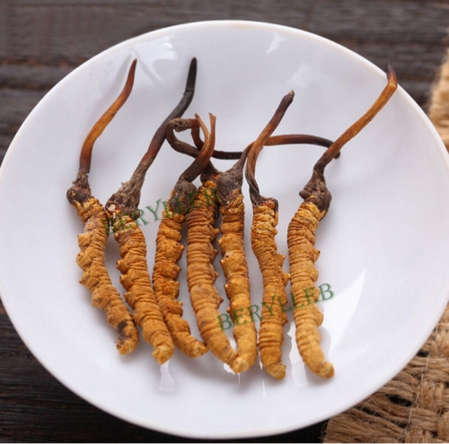 High Grade Tibet Naqu Dong Chong Xia Cao Cordyceps Sinensis 4 Roots 1g * Free Shipping