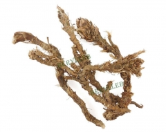Wild Shi Chang Pu Acorus calamus Roots Herbs * Free Shipping