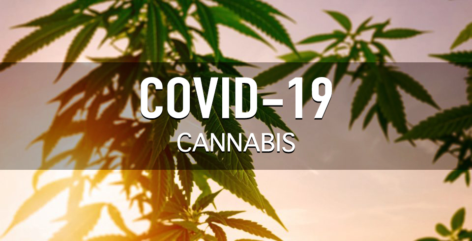 Impact of COVID-19 on the Cannabis Industry