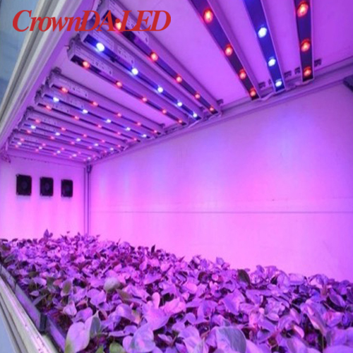 The plant lighting industry has broad prospects and related concepts are worthy of attention