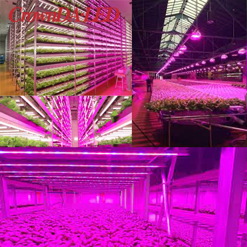 Export value of agricultural LED lights in 2020