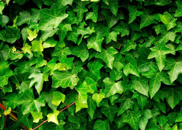 Chinese ivy stem extract