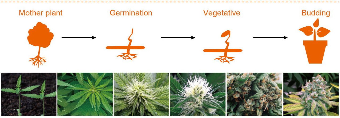 Dimmable LED Grow Light Applications