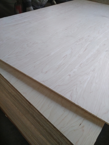 Maple Plywood