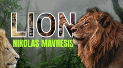 Lion by Nikolas Mavresis
