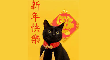 Happy Chinese New Year