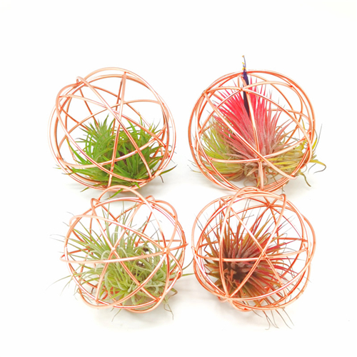 4Pack Air Plant Cages