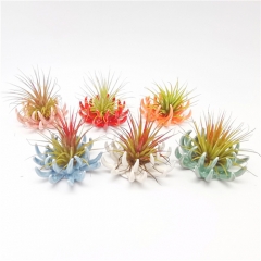 Ceramic Coral Air Plant Holder w/Six Colors Assorted