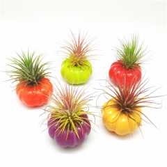 Heirloom Tomato Air Plant Mounting Base w/Five Colors Assorted