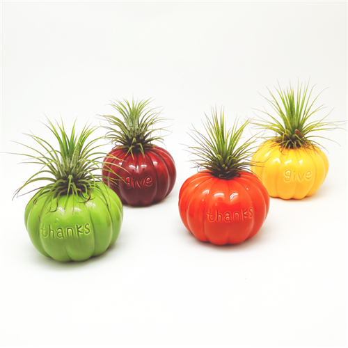 Air Plant Mounting Base w/Gourd Design 4 Colors Assorted Set