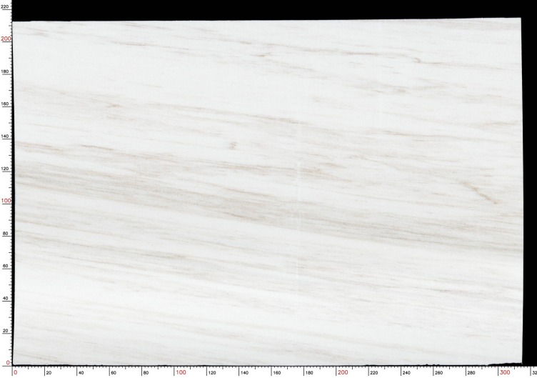 Eurasian White