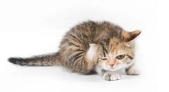 Feline range rapid tests