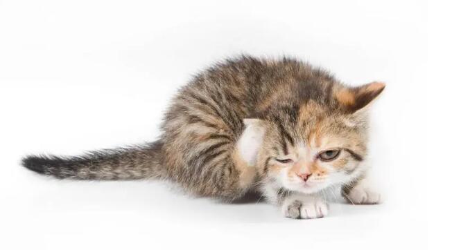 Feline range rapid tests