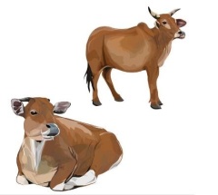 Bovine Tuberculosis Antigen Rapid Test