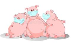 Swine Influenza Antigen Rapid Test