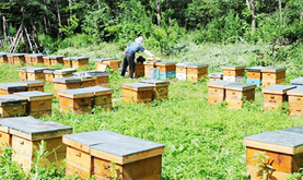 Überwachung der Honigwirtschaft S272+RTU5020