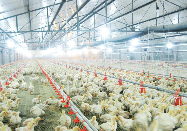 Das drahtlose IoT-Modul wird auf das Wiegeschema für flache Hühnerhäuser angewendet