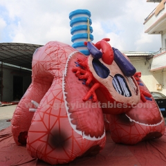 Inflatable medical theme advertising inflatable heart and lung model for medical use