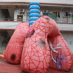 Inflatable medical theme advertising inflatable heart and lung model for medical use