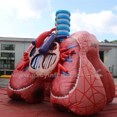Inflatable medical theme advertising inflatable heart and lung model for medical use