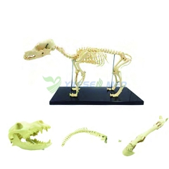 Animal Hospital Use Pre Operation Dog Animal Canie Bone Model