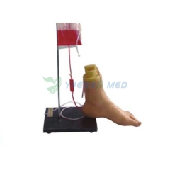 Foot intravenous injection simulation model YSBIX-H48