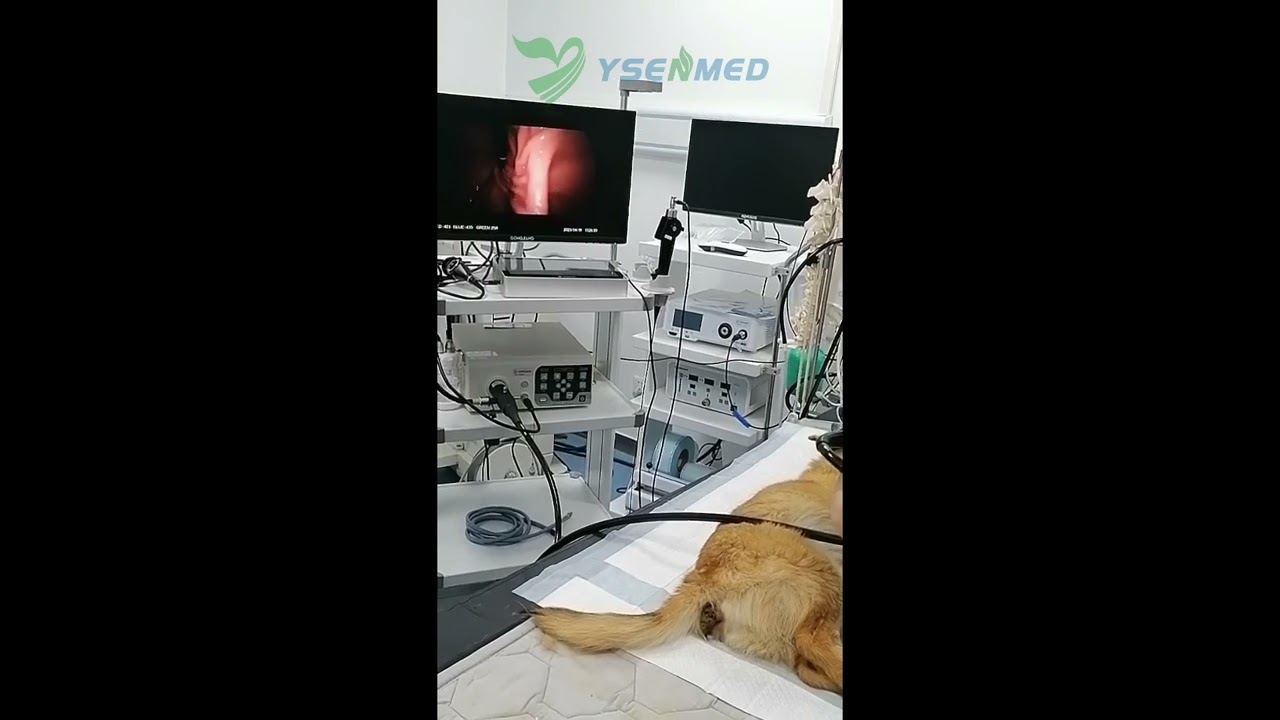 El veterinario está realizando una inspección con gastroscopio para un perro con un videoendoscopio veterinario Ysenmed YSNJ-100VET.