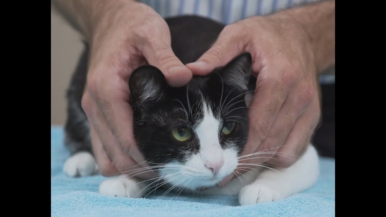 O veterinário está fazendo inspeção gastroscópica para um gato com vídeo-endoscópio veterinário Ysenmed YSVET-EC120.