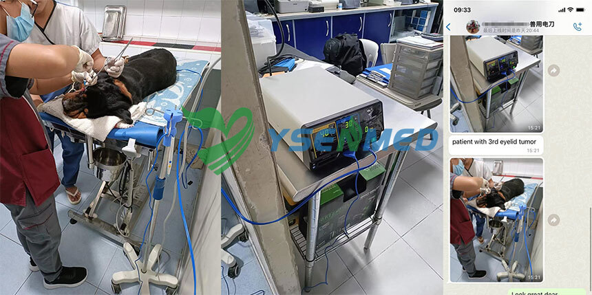 Remoção de tumor palpebral com unidade de eletrocauterização veterinária YAESU-X100V