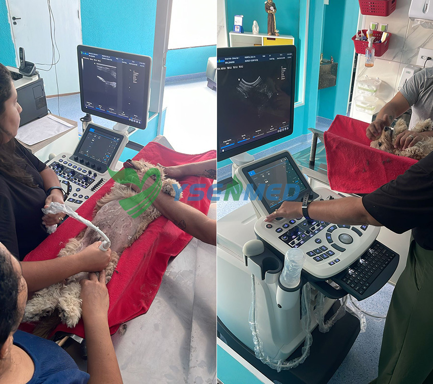 Sistema veterinário de ultrassom Doppler colorido YSENMED YSB-S7V em uma clínica veterinária no Brasil.