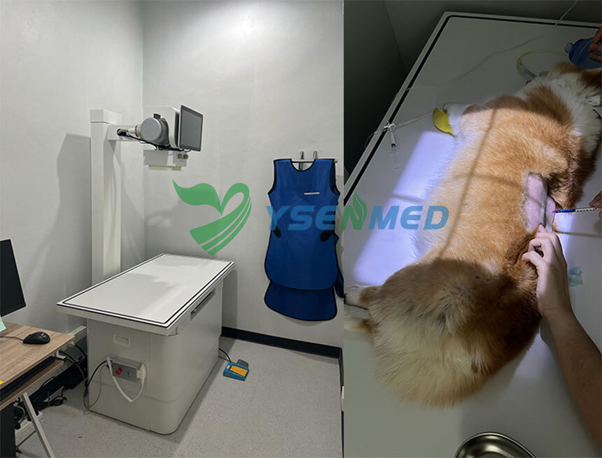Imágenes de buena calidad del sistema DR YSDR-VET320 complacen a los veterinarios tailandeses.