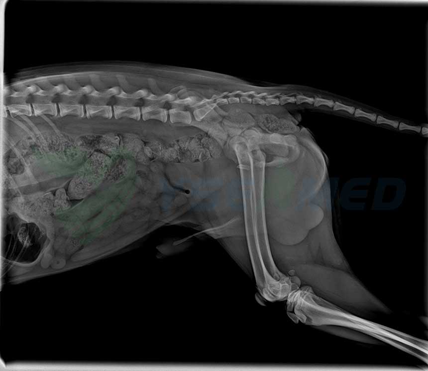 Veterinario colombiano satisfecho con sistema de DR veterinario YSDR-VET320