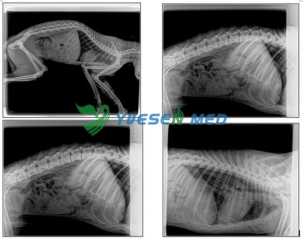 Digital X-ray System YSX040-C Test pictures for animal
