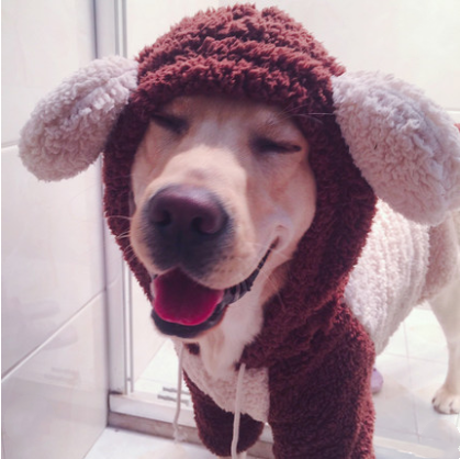 Dog clothing - Bear