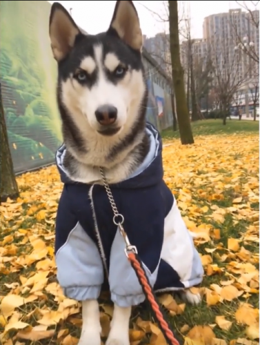 Winter coats for large dog pets