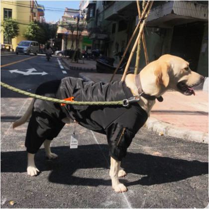 Dog's handsome black jacket