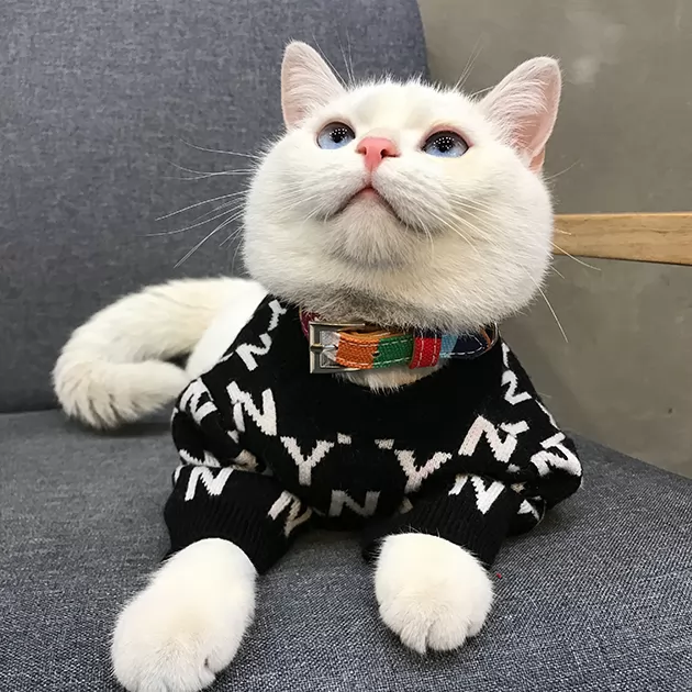 Cute cat clothes