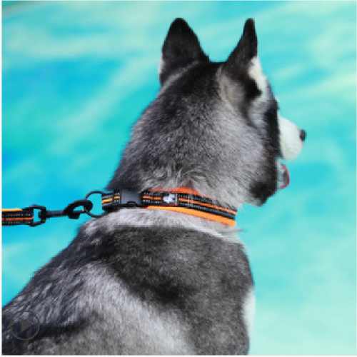 Truelove dog collar