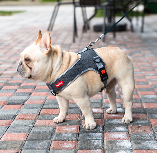 Dog leash vest style